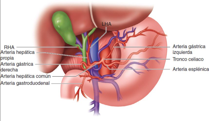 vascularizacion del higado